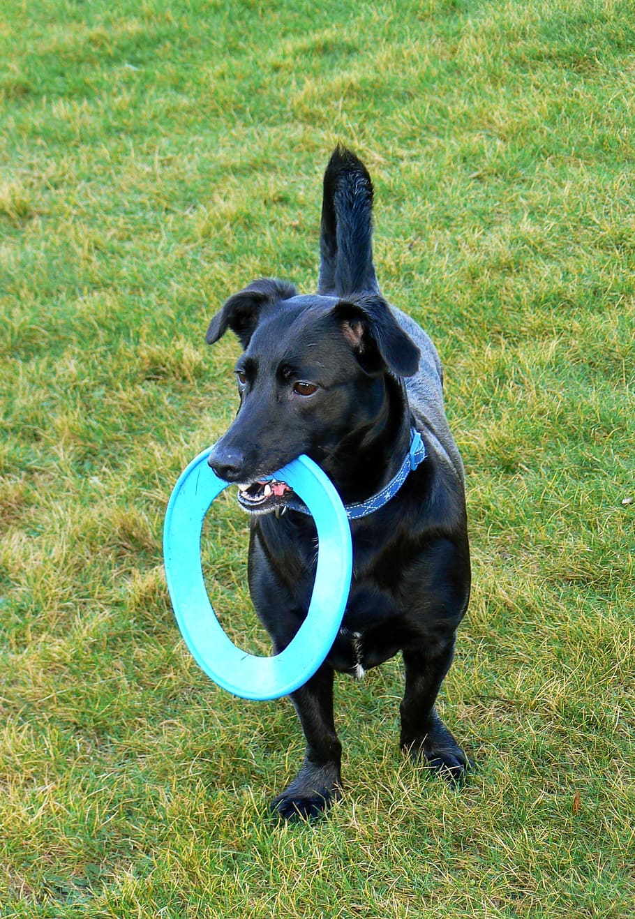 dog, frisbee, pet, disc, park, happy, playful, terrier, pets, domestic