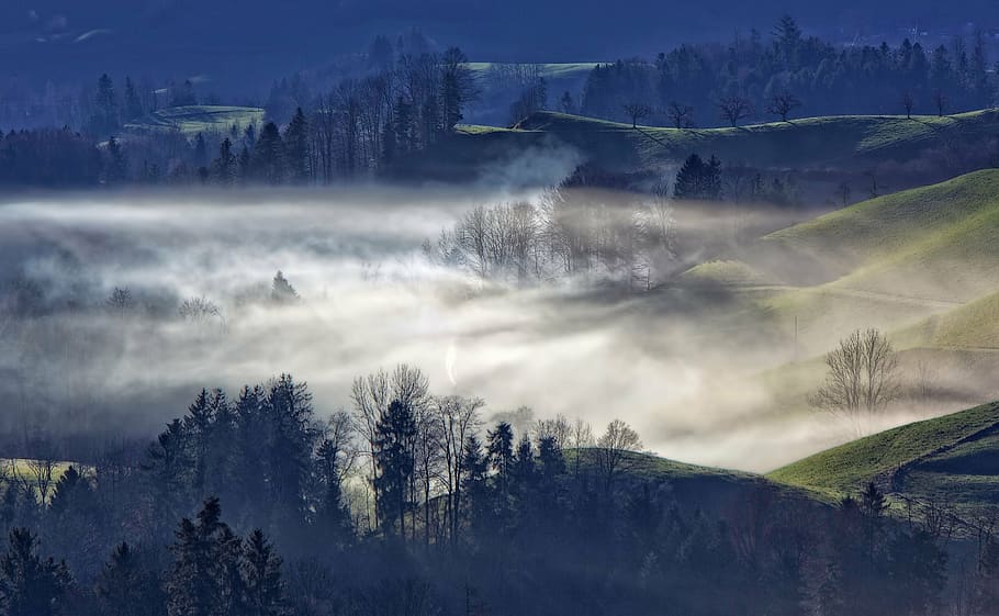 trees in mist, mountain, highland, trees, plant, nature, view, fog, cold, weather