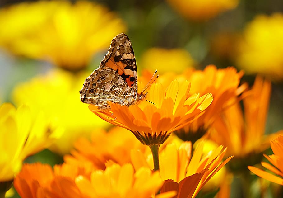brown, black, butterfly, flower, yellow, insect, nature, animal, macro, close-up
