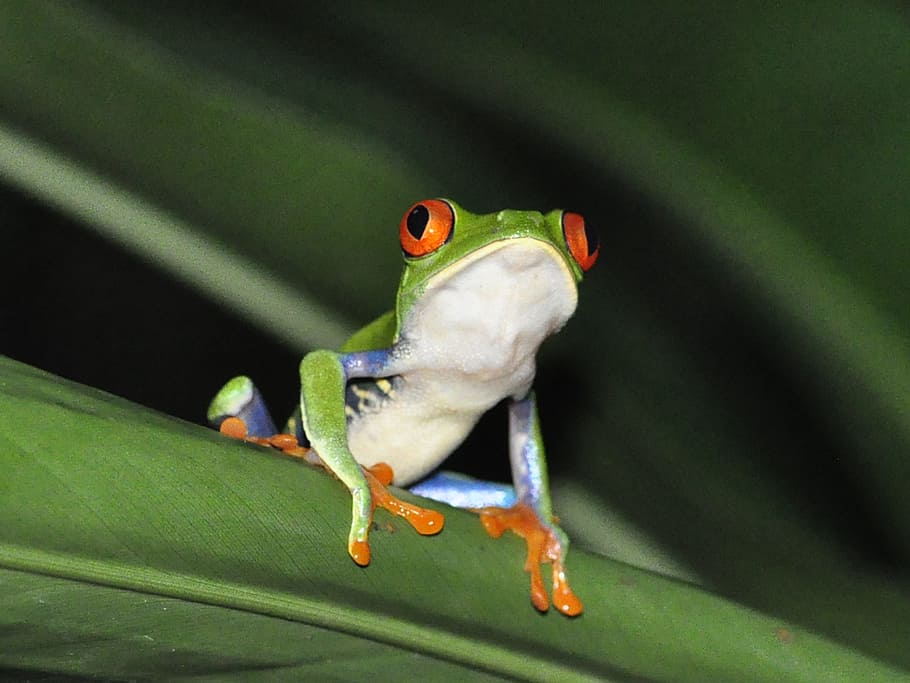 green, white, frog, leaf, red-eyed tree frog, jungle, rainforest, nature, tropical, costa rica