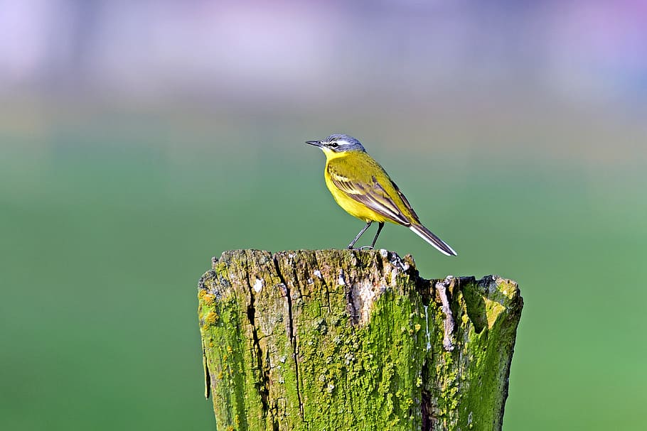 yellow, wagtail, songbirds, meadow birds, yellow wagtail, animal, animal themes, bird, animal wildlife, vertebrate