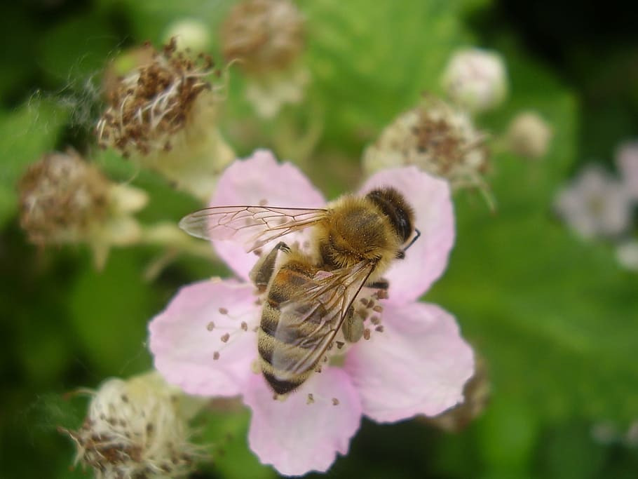 honeybee, pollinator, insect, white, rubus fruticosus, berry bush, bug, flowers, pollination, bee