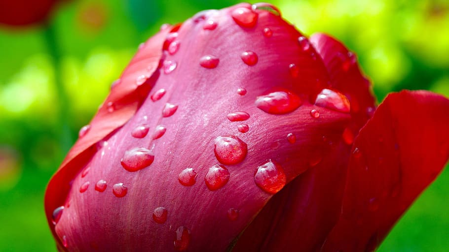 rojo, flor de tulipán, rocío de agua, tulipán, después de la lluvia, gotas de lluvia, flor, soltar, agua, mojado