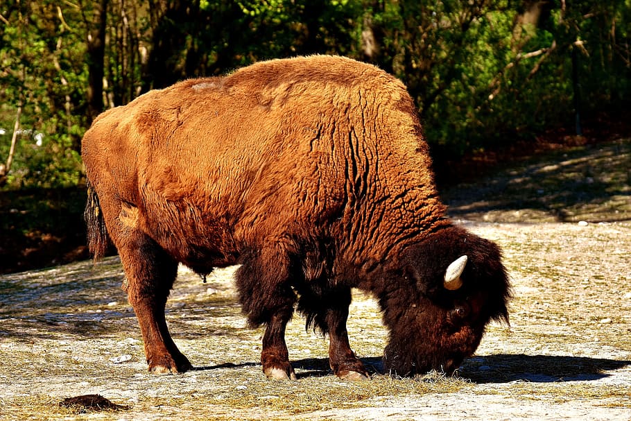 bison during daytime, Bison, Wild Animal, Animal World, Nature, tierpark hellabrunn, munich, animal, american Bison, wildlife
