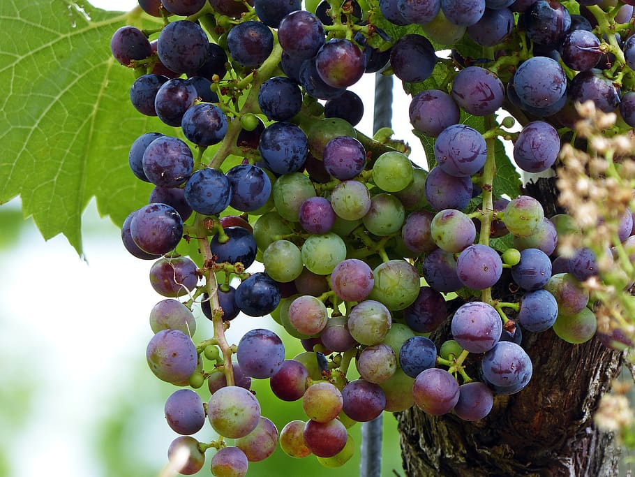 wine, grapes, grapevine, fruit, vine, winegrowing, eat, vines, healthy, harvest