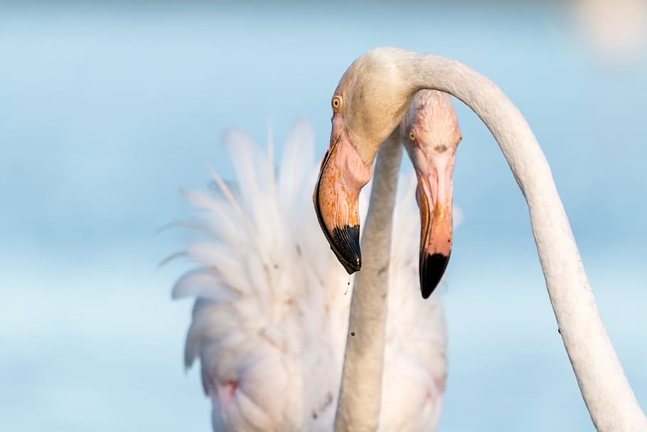 closeup, photography, two, fowls, flamingo, flamingos, france, wild, pink, water bird