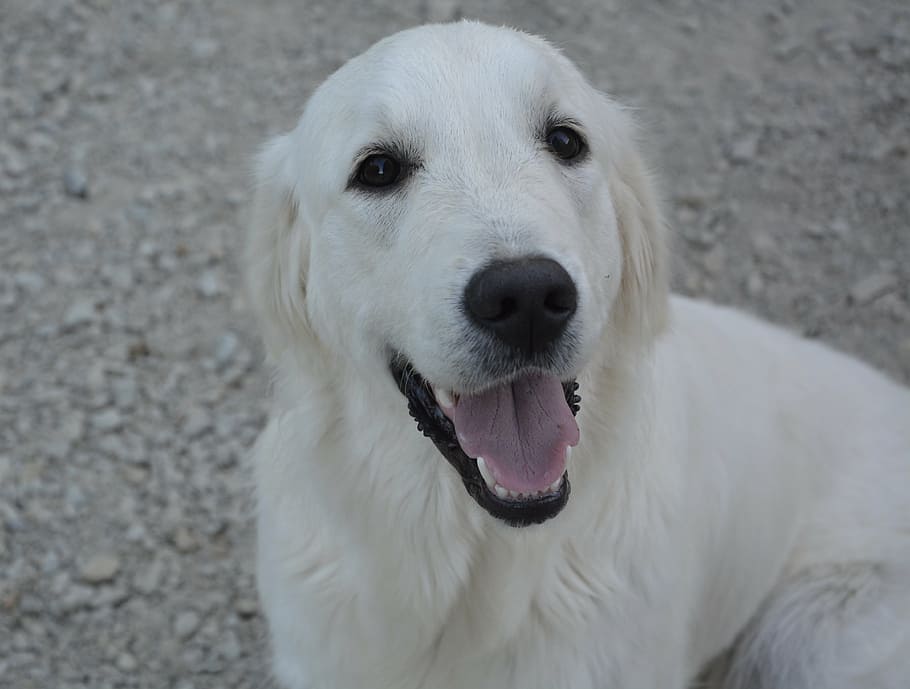 bitch, female, golden retriever, domestic animal, dog, young, portrait, head, race, white fur