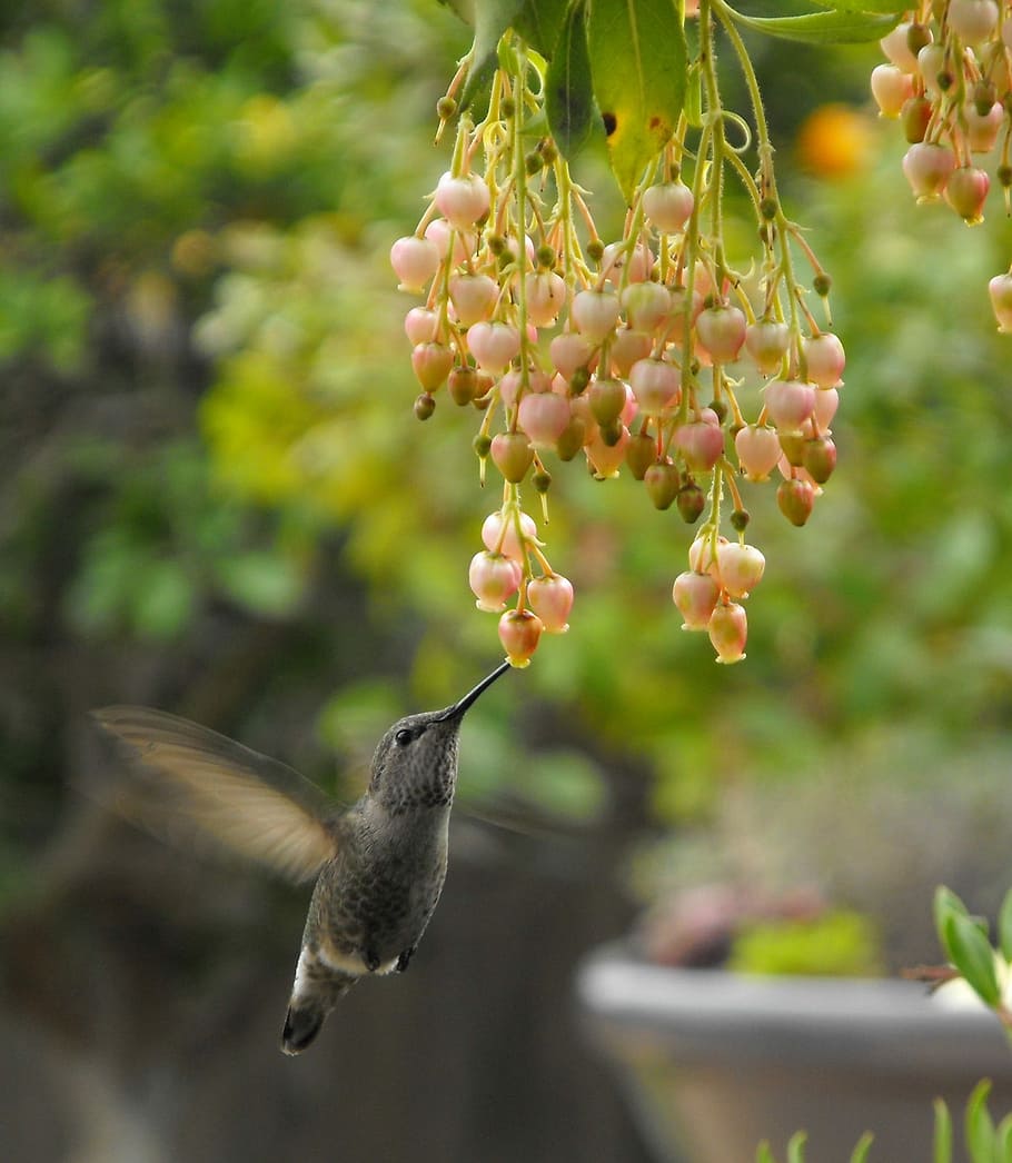 white, fruits, Hummingbird, Feeding, Nectar, Flower, bird, wildlife, wing, flying