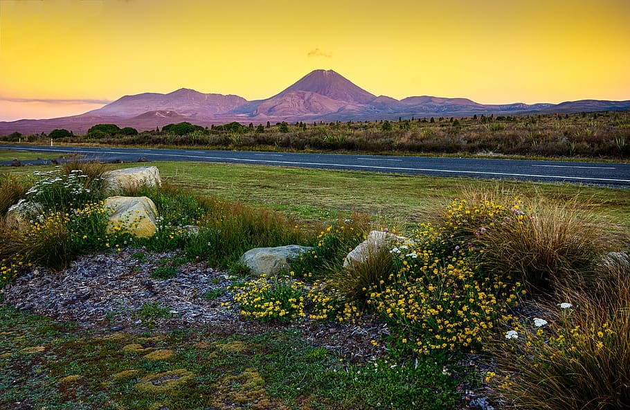 ground, covered, flowers, concrete, road, tongariro, volcano, lord who rings, new zealand, plant
