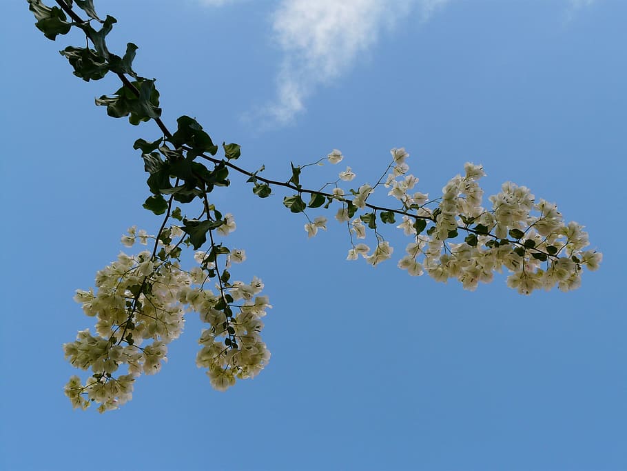 Bougainvillea, White, Sky, Flower, white, sky, blossom, bloom, inflorescence, bougainville, triple flower