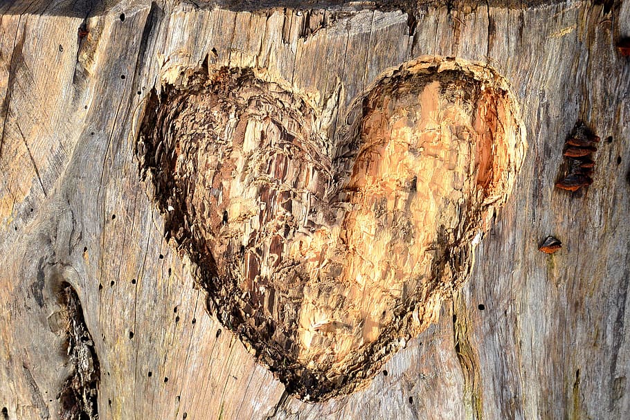 Heart, Carved, Engraved, carved heart, wood, log, bark, hollow, heart shape, love