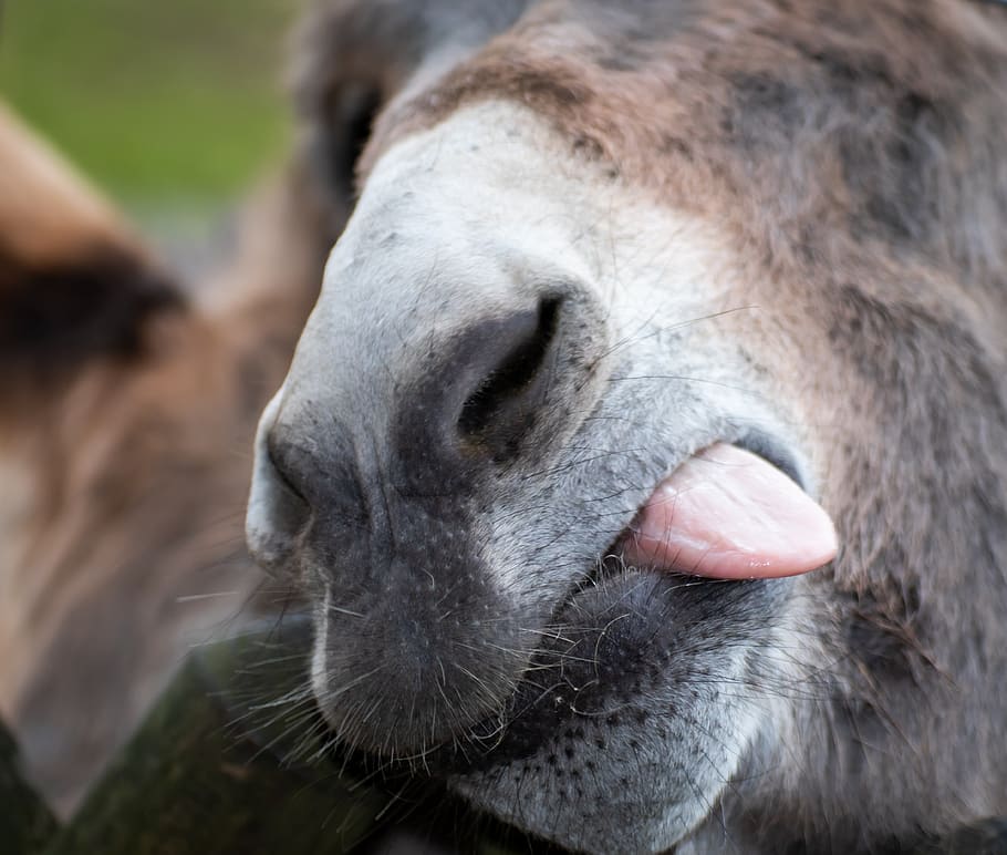 donkey, foot, snout, nostrils, beast of burden, tongue, hunger, close up, face, portrait