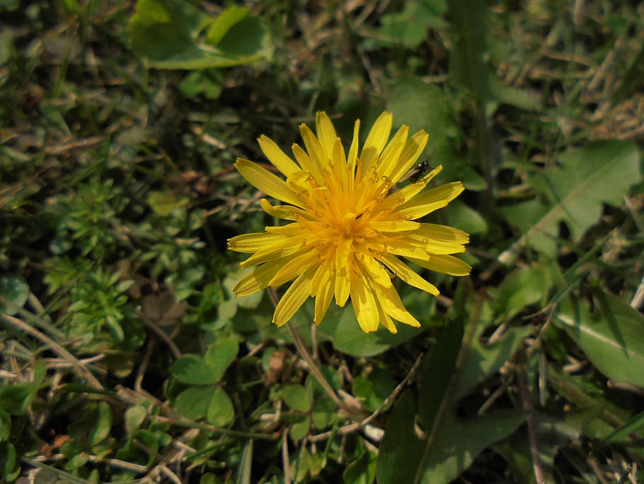 yellow, plant, pu gong cao, dandelion, flower, flowering plant, fragility, beauty in nature, vulnerability, freshness