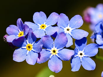 Royalty Free Forget Me Not Flowers Photos Free Download Pxfuel