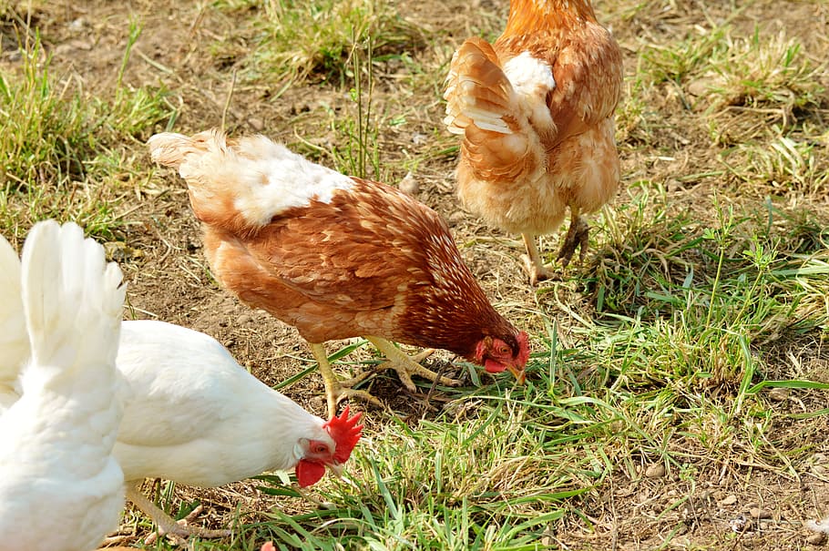 鶏, 家禽, 羽状, 範囲, 農場, 卵, 農業, 家畜, 鳥, 動物テーマ