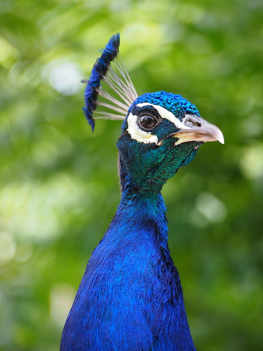 blue peahen, zoo, peacock, head, animal, feather, bird, peacock feathers, vanity, color