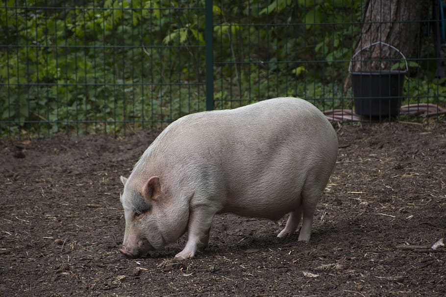 pig, animal, cute, cattle, agriculture, domesticated, nature, sow, happy, mammal