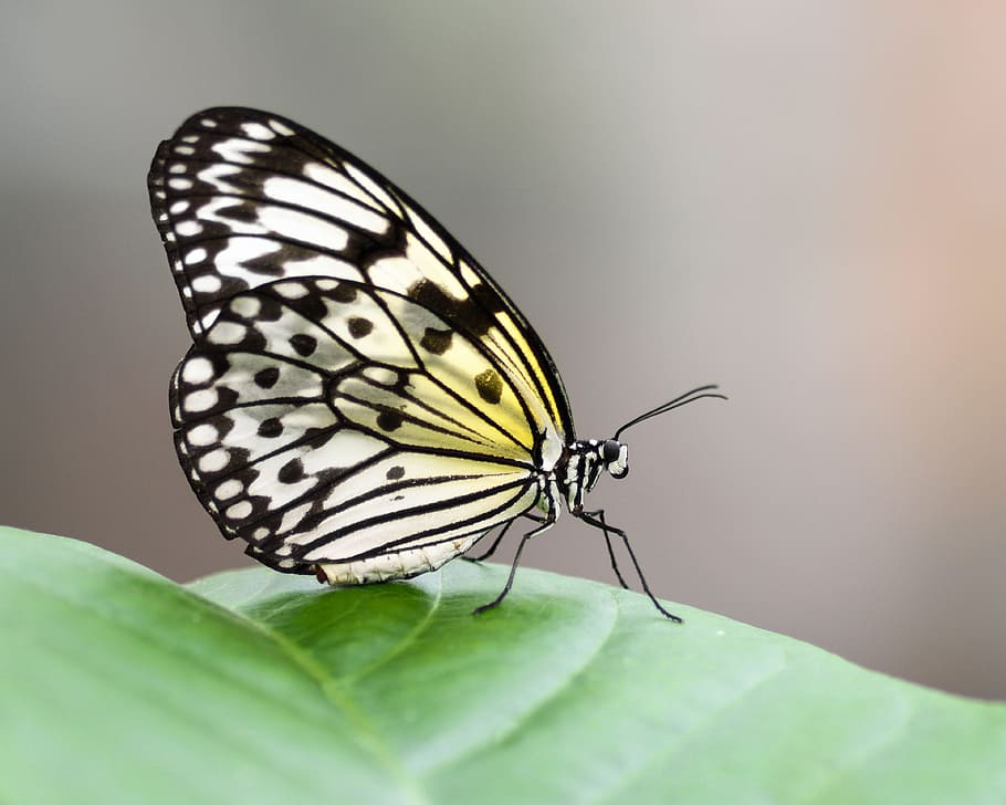 yellow, black, green, leaf, Butterfly, Exotic, Glider, great glider, idea leuconoe, insect