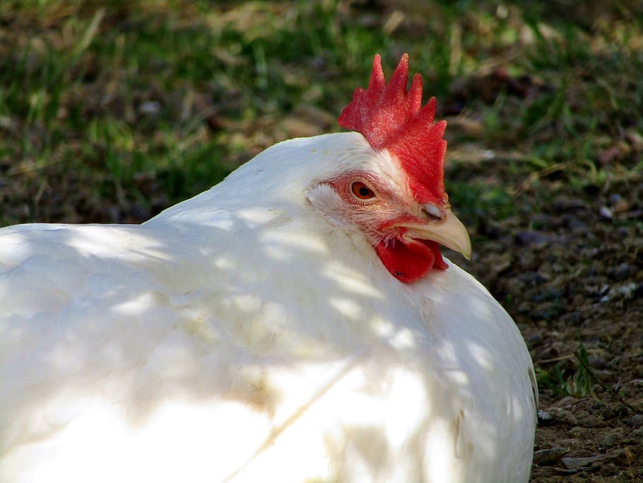 Royalty-free white hen photos free download | Pxfuel
