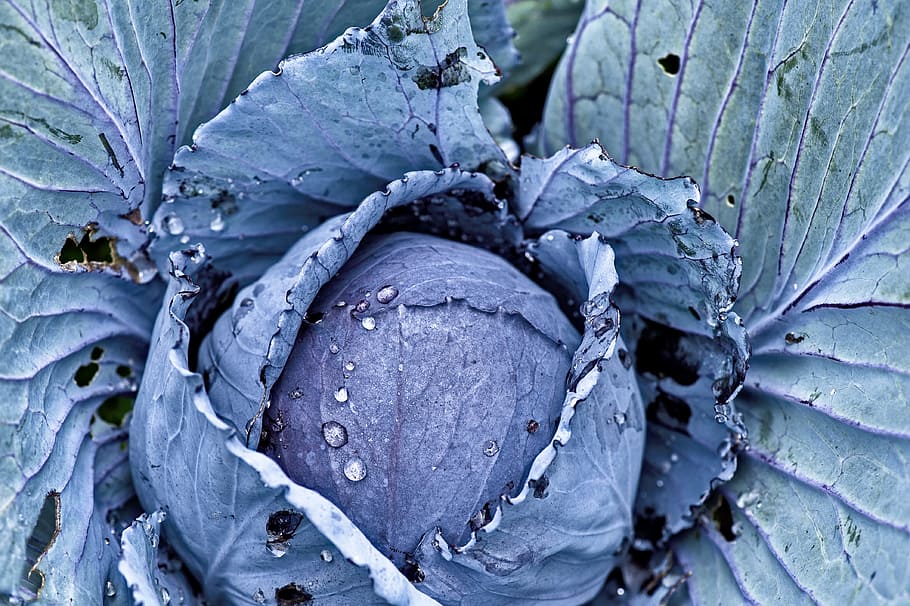 red cabbage, garden, eat, blue, vegetables, frisch, close-up, plant, nature, leaf