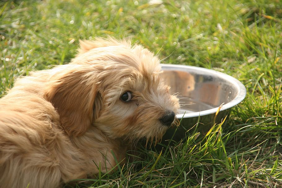 long-coated, tan, puppy, prone, lying, grass, stainless, steel bowl, daytime, dog