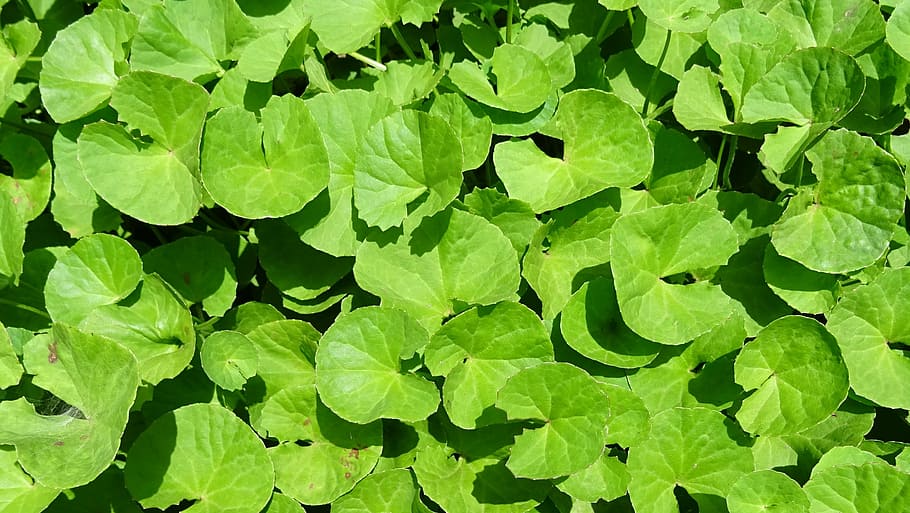 green leafed plant, plant, herb, medicinal, indian pennywort, coinwort, indian water navelwort, pennyweed, spadeleaf, ayurveda