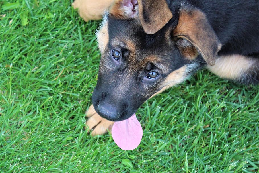 dog, puppy, german shepherd, animal, pet, purebred, breed, canine, companion, playing