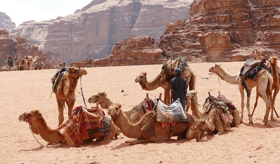 jordania, wadi rum, desierto, arena, wadi, camello, caravana, paisaje, barco del desierto, camellos