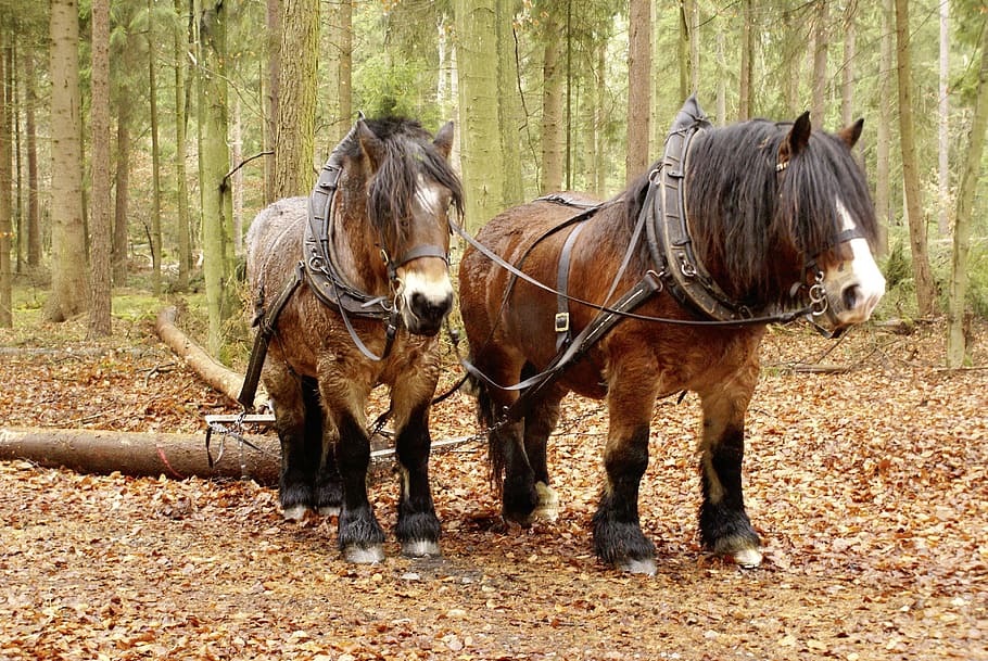 Forest, Forestry, rueckepferde, kaltblut, nature, log, tree trunks, horse, animal themes, day