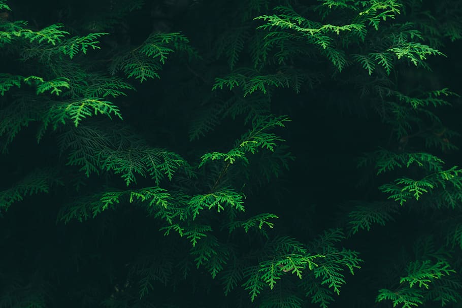 pohon pinus hijau, warna, konifer, lingkungan, flora, dedaunan, hijau, daun, di luar ruangan, pola