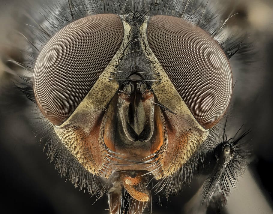 micro, fotografía, mosca, ojos, macro, mosca azul de la botella, soplón, insecto, de cerca, cabeza
