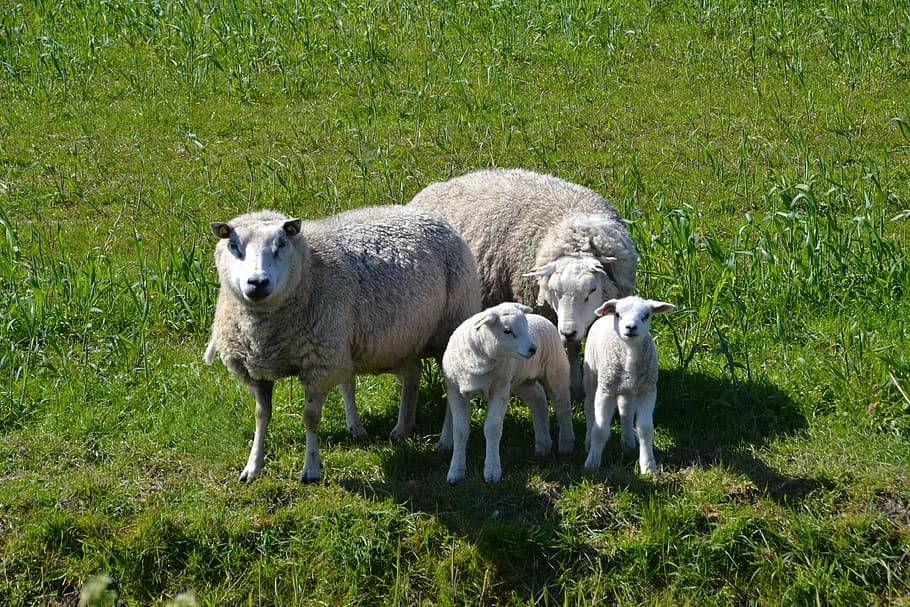 sheep, lamb, family, texel, wool, animal, pasture, animal world, cute, grass