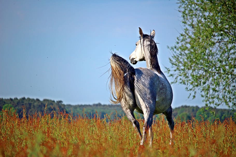 white, brown, horse, running, grass field, daytime, grass, field, mold, trot