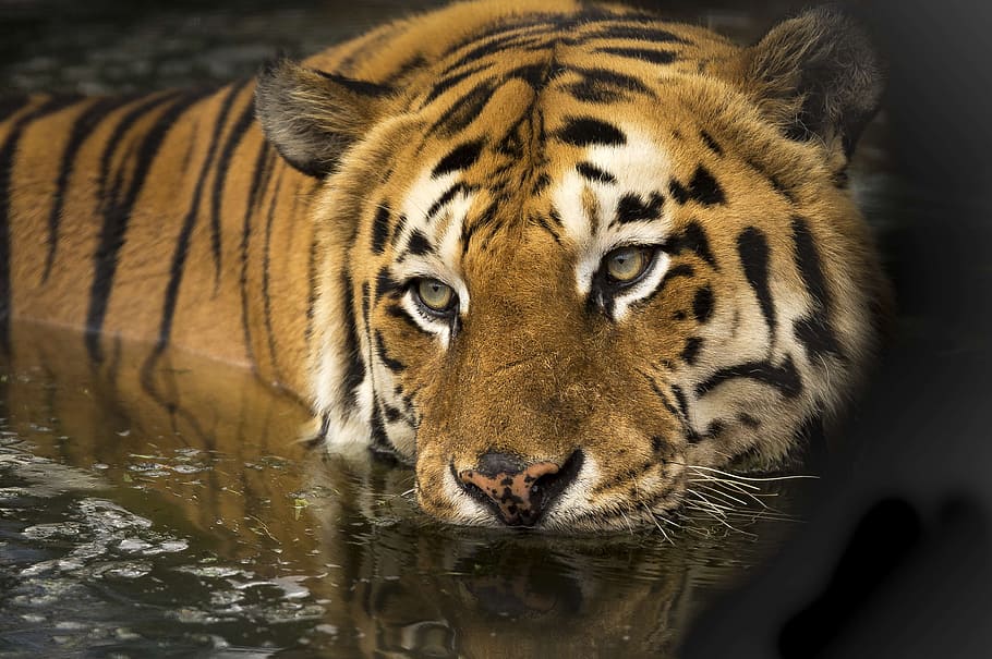 seletivo, fotografia de foco, tigre, corpo, água, animais selvagens, olhos, banho, lago, selvagem