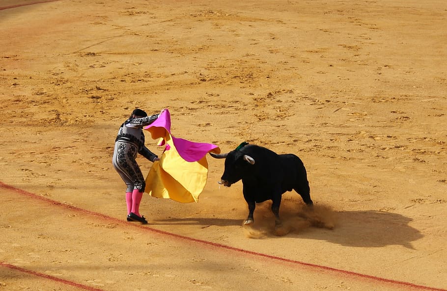 matador, performing, black, bull, daytime, seville, bull fighting, domestic animals, domestic, mammal