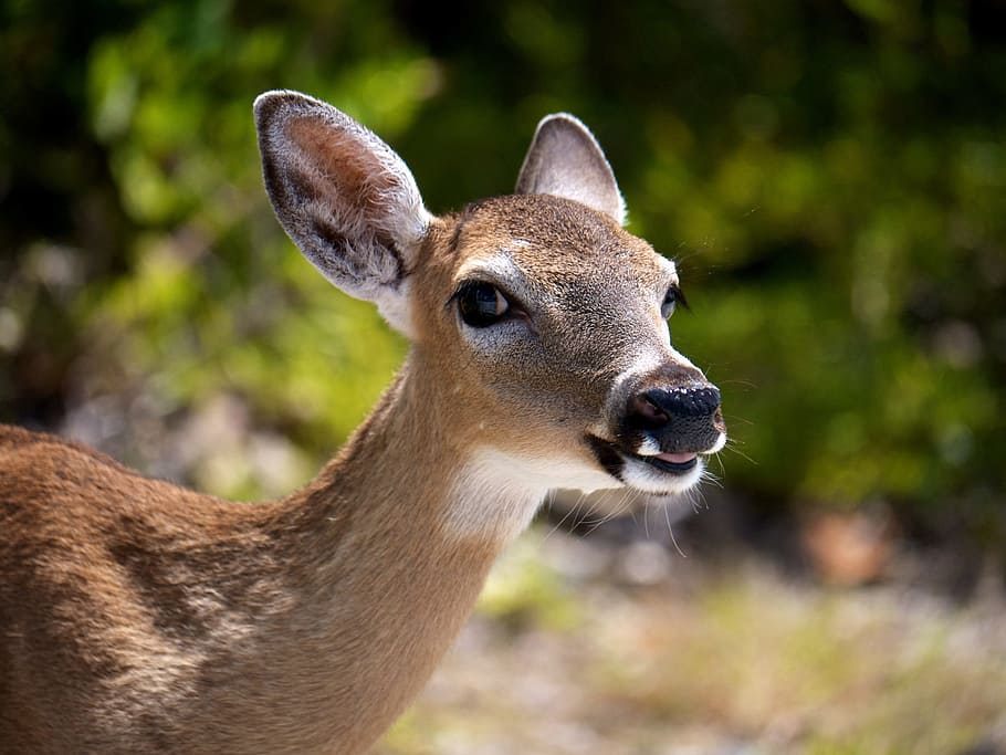 key deer, whitetail deer, small deer, white-tailed, whitetail, deer, nature, florida deer, one animal, mammal