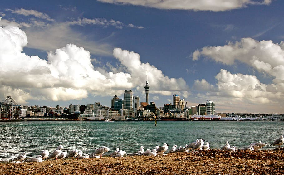 Auckland, Skyline, NZ, nuvens brancas, nuvem - céu, céu, agua, arquitetura, estrutura construída, exterior do edifício