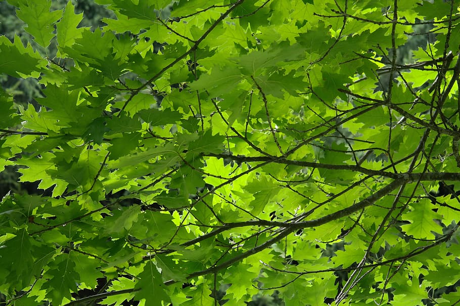 leaves, tree, aesthetic, branches, green, red oak, quercus rubra, american spitz oak, deciduous tree, oak