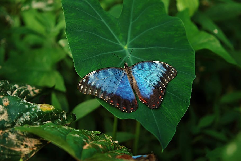 morpho butterfly, perched, green, leaf plant, closeup, photography, animal, beautiful, blue, butterfly