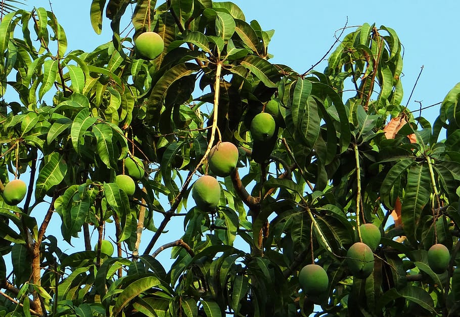 mango tree, clear, blue, sky, mango, mangifera indica, tropical fruit, fruit, dharwad, india
