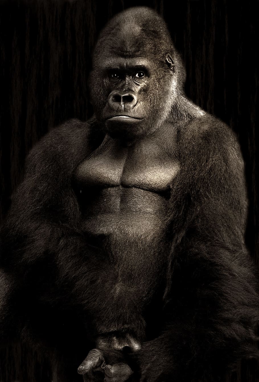 black gorilla, gorilla, silverback, monkey, silvery grey, powerful, imposing, dominant, mammal, animal