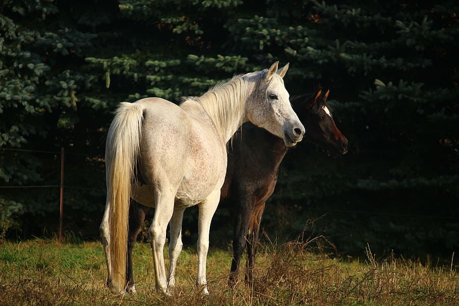 dois, marrom, branco, cavalos, em pé, terreno, cavalo, molde, puro-sangue árabe, égua