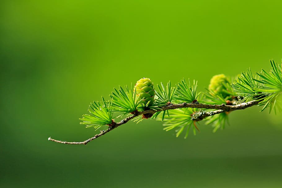 macro shot photography, green, pine cone, macro shot, photography, green pine, larch, conifer cone, branch, tree