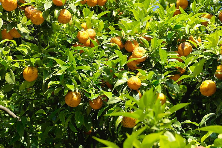 tangerines, oranges, barcelona, spain, orange tree, nature, fruit, fruits, periwinkle, summer