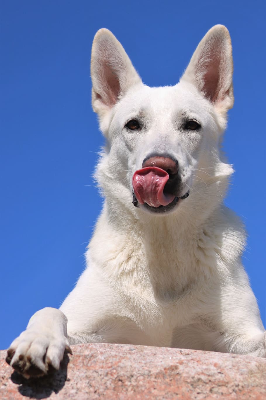 is cheese bad for a white shepherd