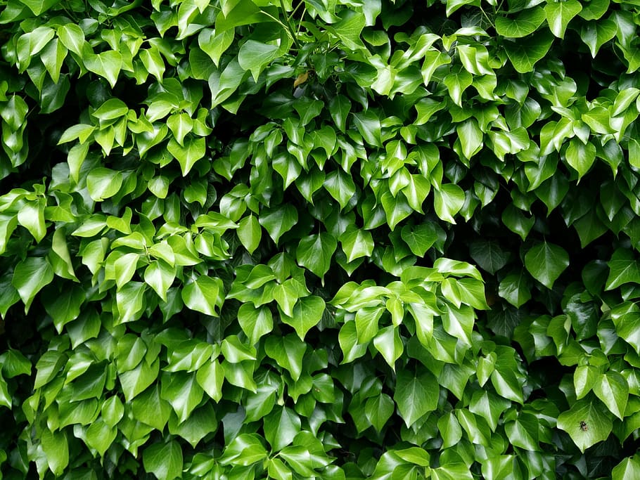 green leafed plant, ivy, leaves, green, climber, leaf, nature, ivy leaf, common ivy, plant