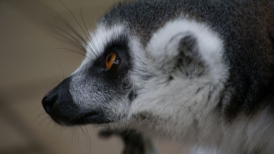 lemur, animal, one animal, animal themes, mammal, animal body part, close-up, pets, domestic, domestic animals