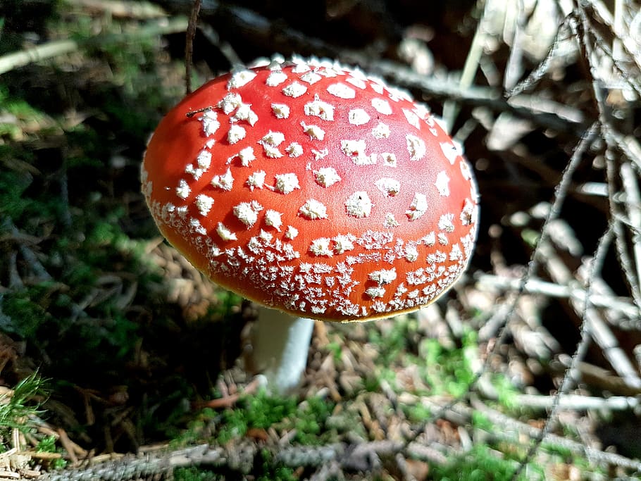 fly agaric, amanita muscaria, mushroom, nature, autumn, forest, toxic, plant, fungal species, red fly agaric mushroom | Pxfuel