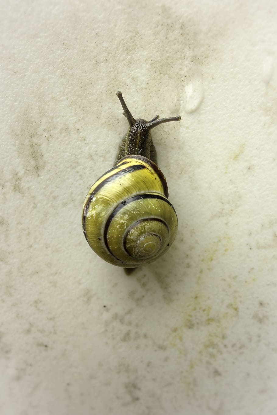 Snail, Shell, Animal, snail, shell, animal Shell, mollusk, nature, macro, close-up, gastropod