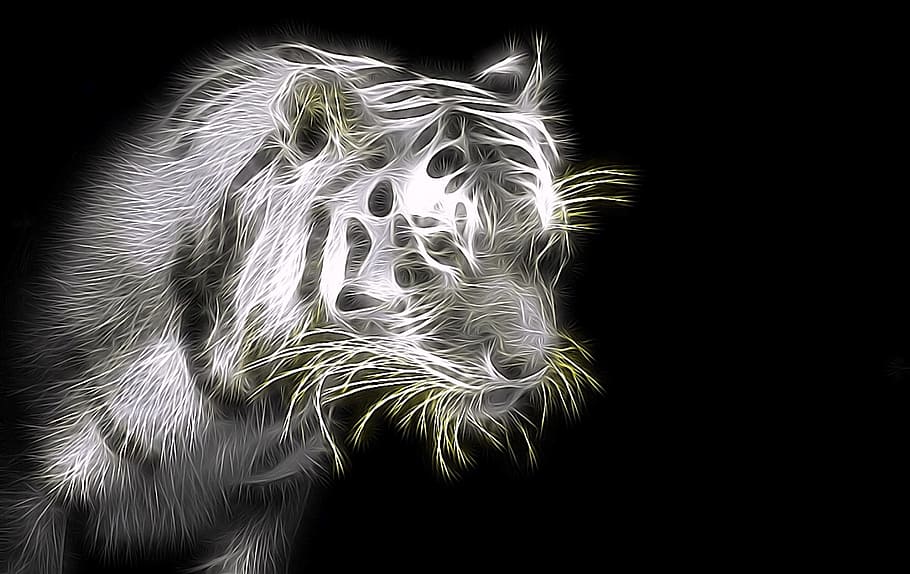 tiger, wildcat, big cat, predator, black background, studio shot, animal, mammal, animal hair, animal themes